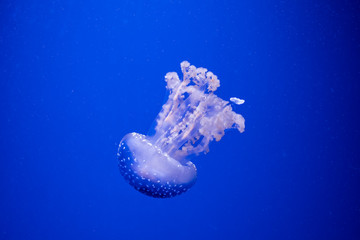 jellyfish floats in the water