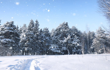 magic pine forest in winter season in snow