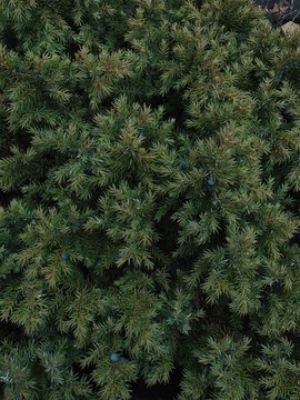 Green spruce trees with berries