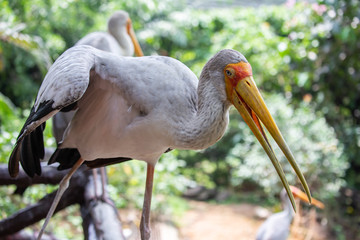white stork in the zoo