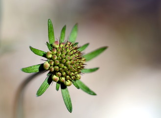 Verblühte Witwenblume