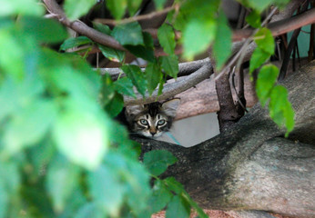 kitten on a branch, kitten looks through the foliage, kitten walking on a tree