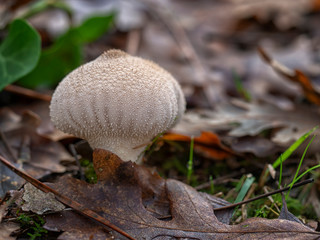 Young mushroom, Lycoperdon perlatum growing in the oak wood.