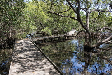 Mangrove swamp with boardwalk
