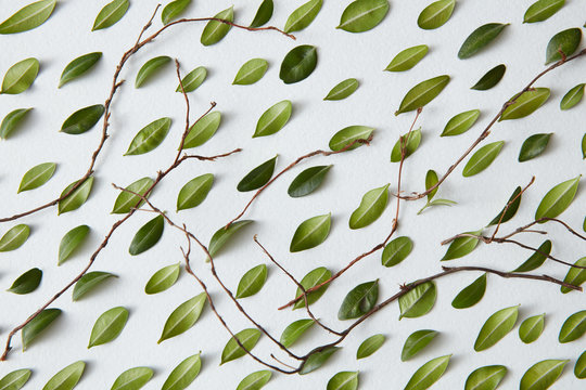 background of green leaves