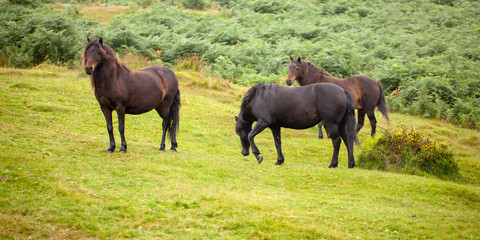 Caballos en libertad. Dartmoor National Park.