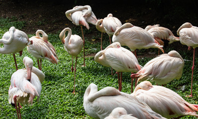 group of flamingos in lake