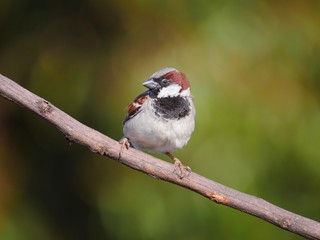 Male house sparrow perching - passer domesticus