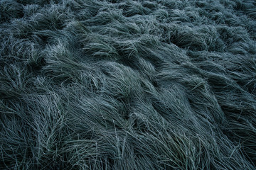 Frost covered grass in the morning