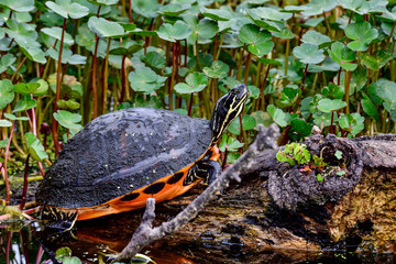 Florida Redbelly Cooter