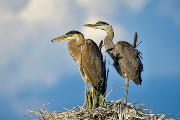 Great Blue Heron