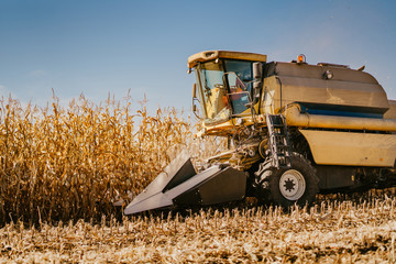 Fototapeta premium Industrial combine harvester working in the fields. Agriculture Farmer working with machinery