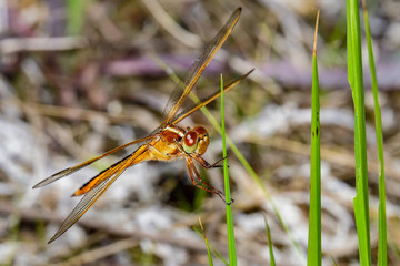 Orange Meadowhawk