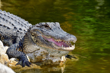 American Alligator