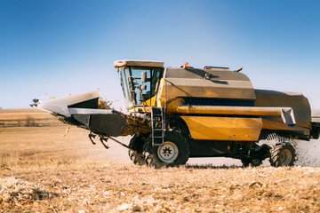 Fototapeta premium Combine working in agricultural fields. Farmer using combine harvester and collecting corn