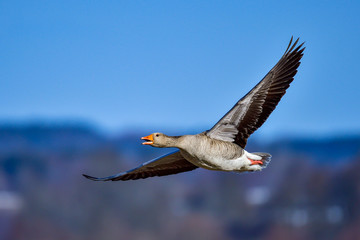 Greylag goose