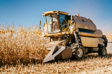 Industrial combine harvester working the corn fields. Harvesting agriculture details