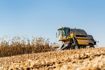 Fototapeta premium A combine harvester working in the corn fields