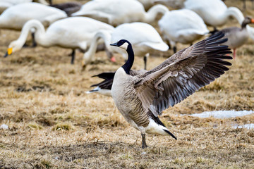 Canada goose