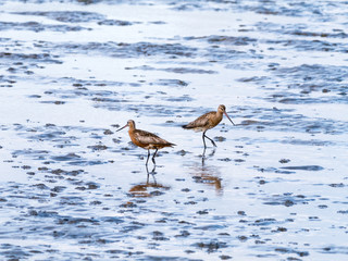 Two adult bar-tailed godwits, Limosa lapponica, feeding on mudflat at low tide of Waddensea, Netherlands