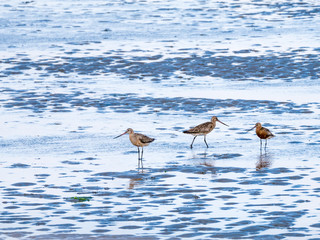 Three adult bar-tailed godwits, Limosa lapponica, feeding on mudflat at low tide of Waddensea, Netherlands