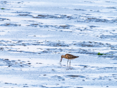 Adult bar-tailed godwit, Limosa lapponica, with lugworm in beak, feeding on mud flat of Waddensea, Netherlands