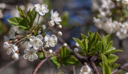 white flowers of cherry tree