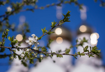 white flowers of cherry against the background of church domes