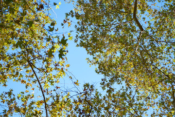 Green tree and blue sky