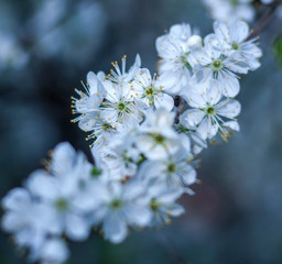 white flowers of cherry tree