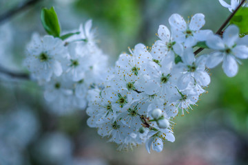 white flowers of cherry tree