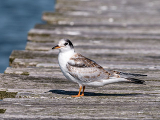 Common tern, Sterna hirundo, juvenile standing on wooden jetty, Netherlands