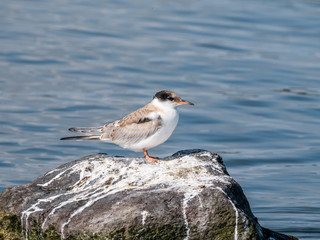 Common tern, Sterna hirundo, juvenile standing on rock in water, Netherlands