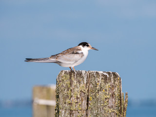 Common tern, Sterna hirundo, juvenile standing on wooden pole, Netherlands