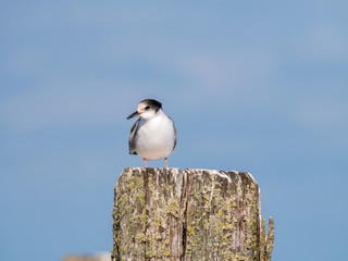Common tern, Sterna hirundo, juvenile standing on wooden pole, Netherlands