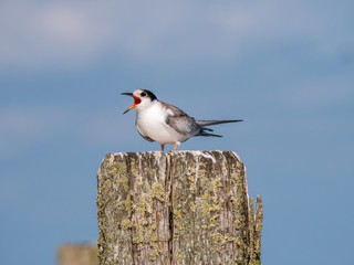Common tern, Sterna hirundo, juvenile begging for food on wooden pole, Netherlands