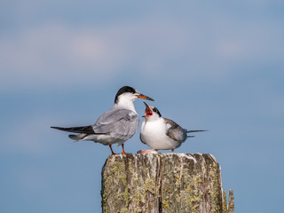 Common tern, Sterna hirundo, adult feeding juvenile on wooden pole, Netherlands