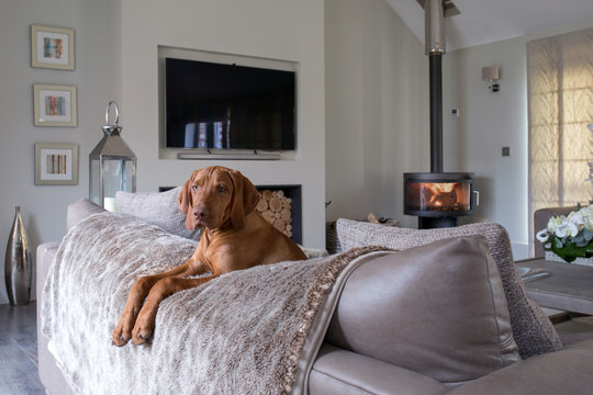Beautiful dog resting over the back of a sofa in a luxurious room.