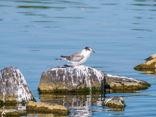 Common tern, Sterna hirundo, juvenile standing on rock in water, Netherlands