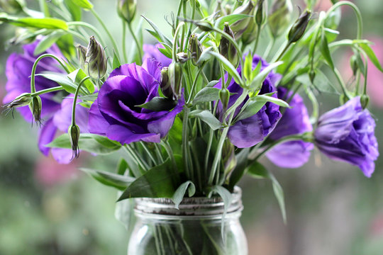 Purple Lisianthus