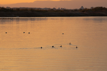 Group of ducks swimming in Vistonida lake, Rodopi, Greece during sunset