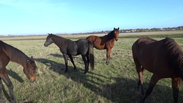 Chevaux dans le pr&eacute;.