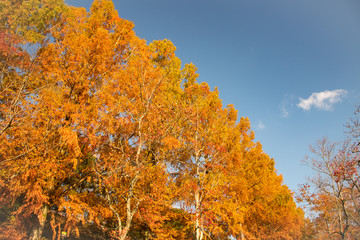 色づいた紅葉が朝の青空に輝く秋の公園での光景