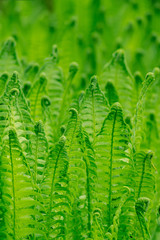 Bright green young fern