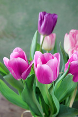 pink tulips in weight