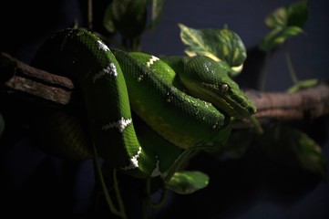 Obraz premium snake on tree