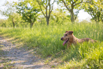 Beautiful Irish terrier dogs, very active hunter breed, in nature
