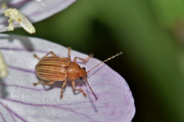 A tiny Grape Colaspis Beetle (Colaspis brunnea) on a pink Evening Primrose flower. They are a known pest of crops such as soybean and rice.