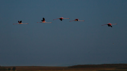 Group of beautiful pink flamingos flying during blue hour