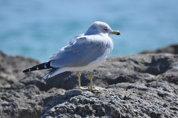 seagull on beach